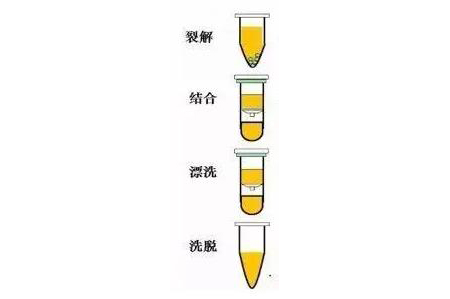 RNA提取（qǔ）與純化.jpg